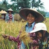 Rundreise Ostjava Highlights